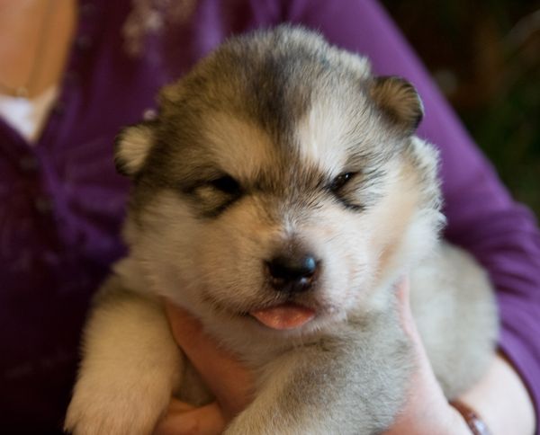 E Wurf 2 Wochen alt 10.jpg